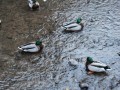 image028